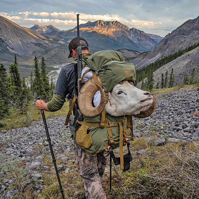 Hunter packing out a Dall's sheep head
